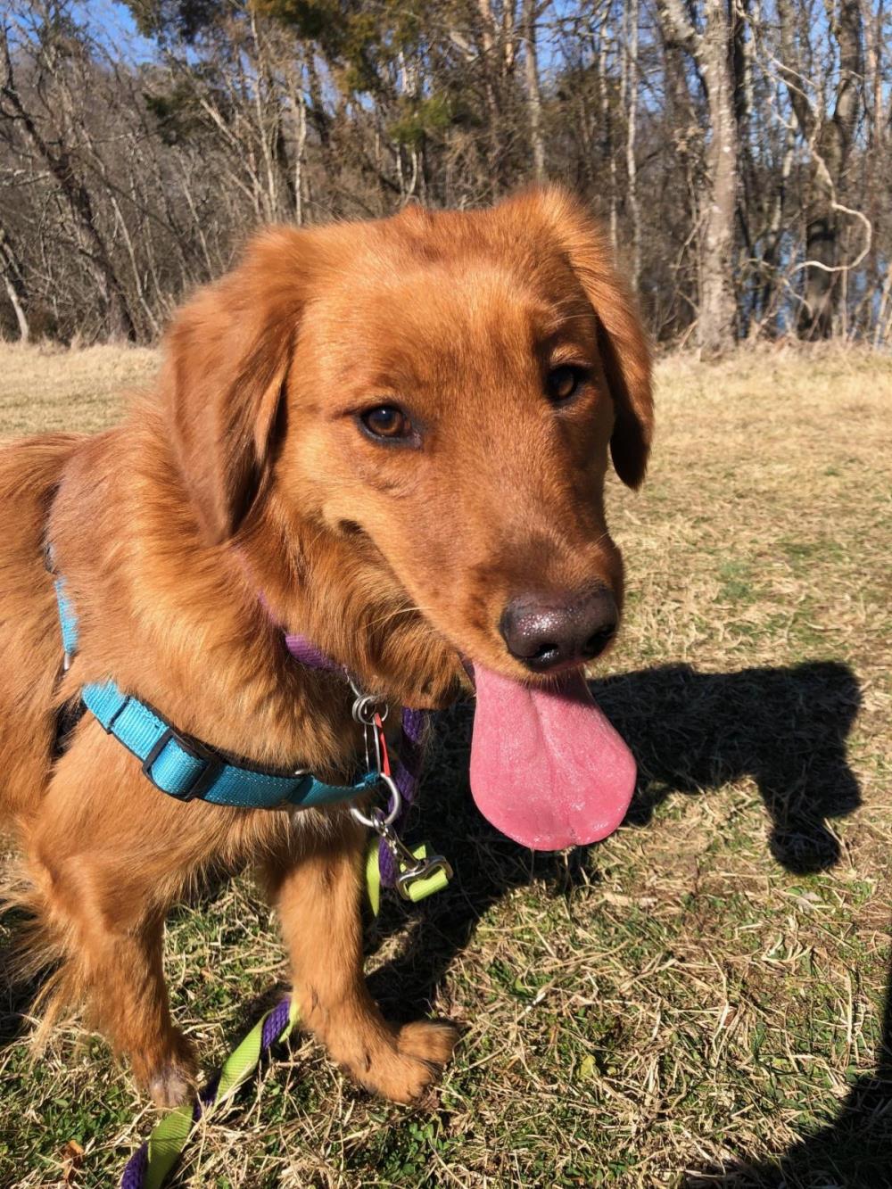 Hope 2 #2020-034: Female Dog