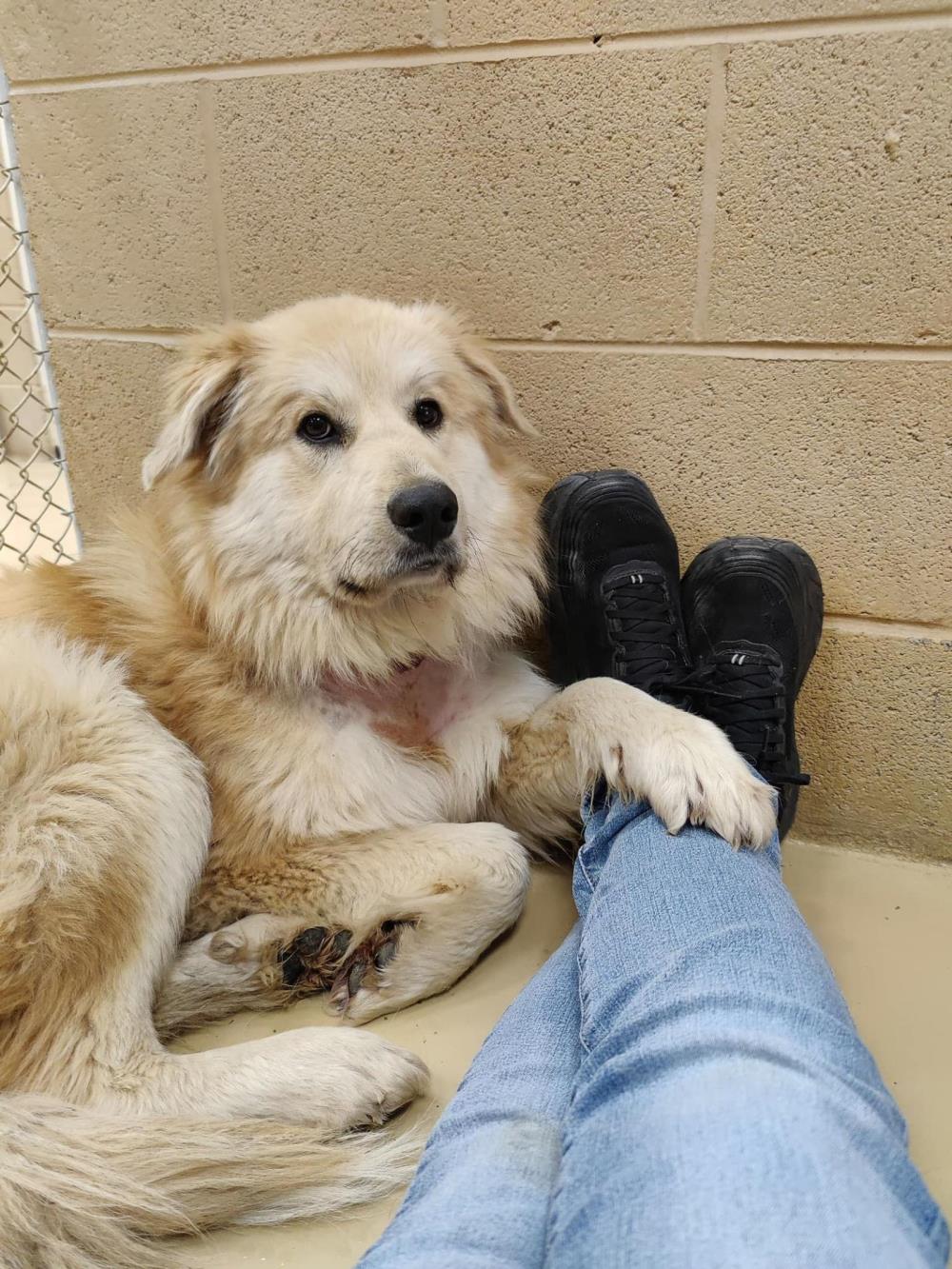 Mila #2021-021: Female Dog