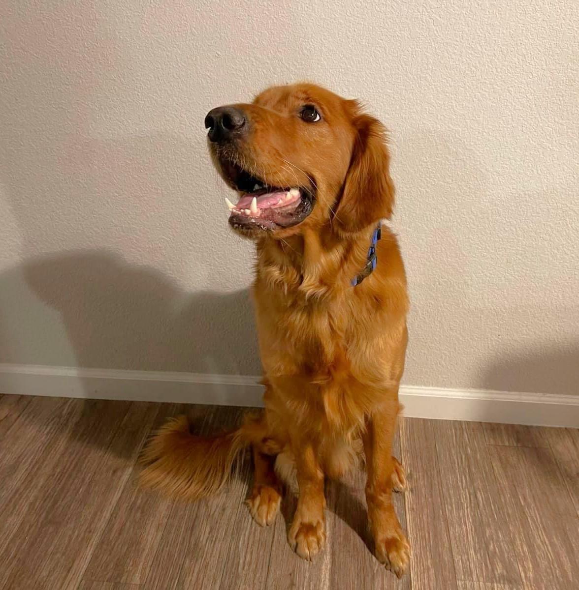 Arlo