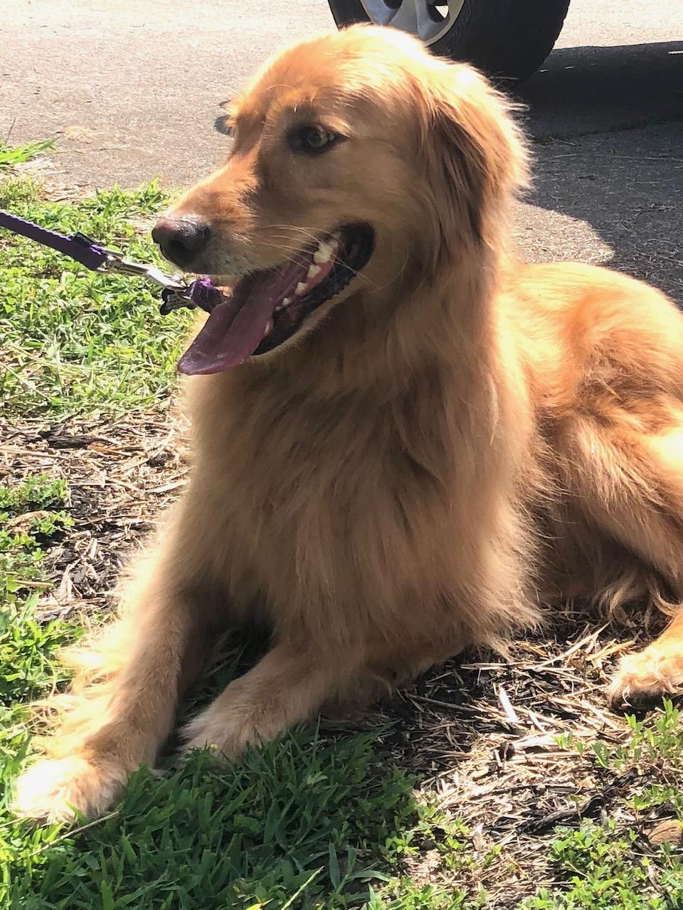 Beasley #2021-046: Female Dog