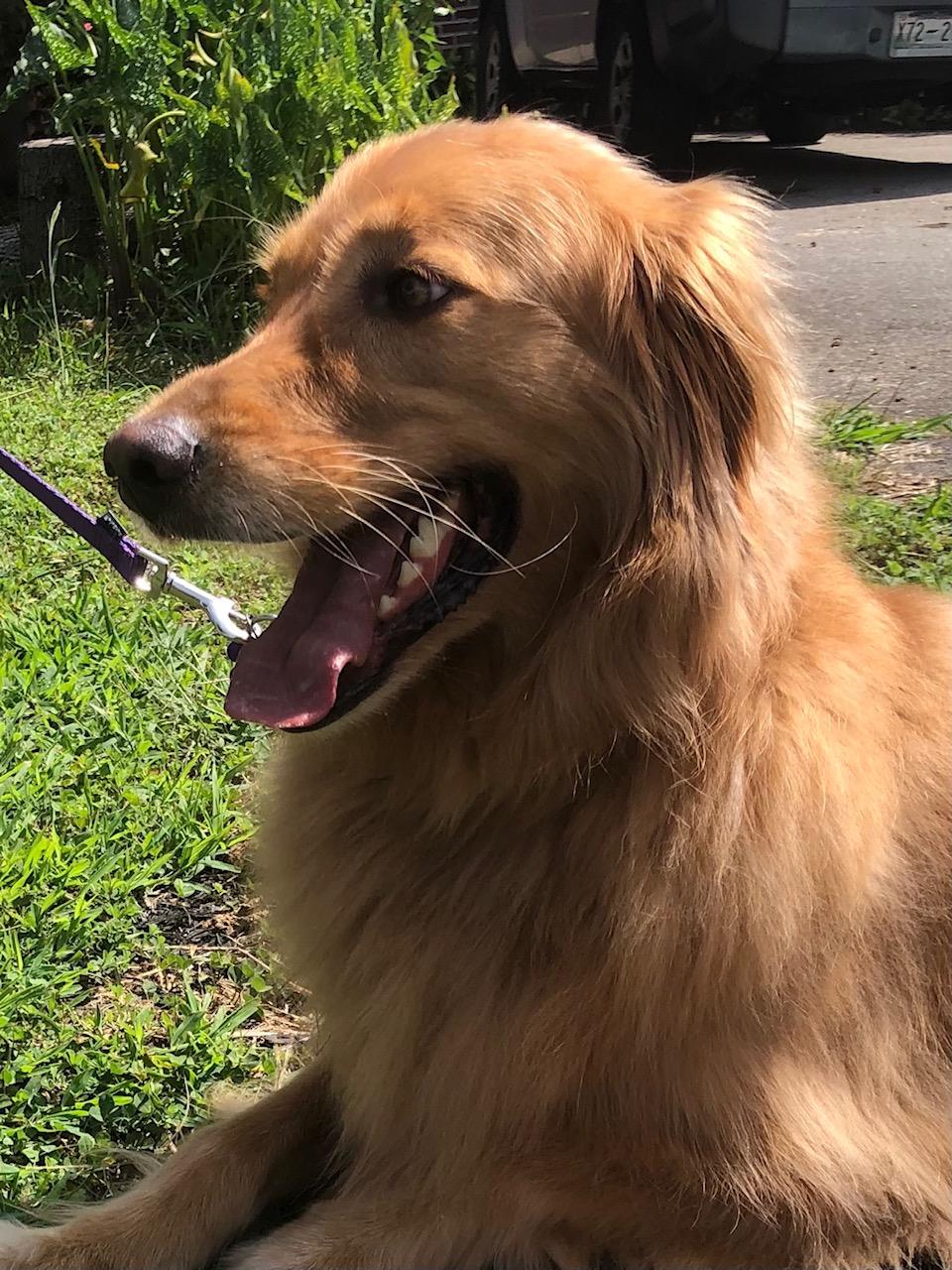 Beasley #2021-046: Female Dog