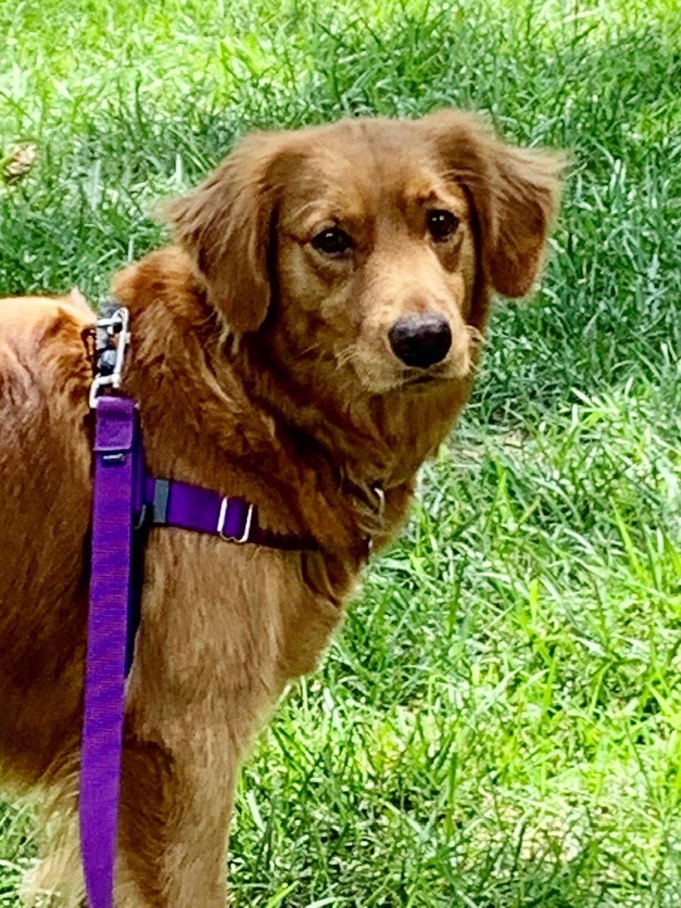 Blossom 2 #2020-033: Female Dog