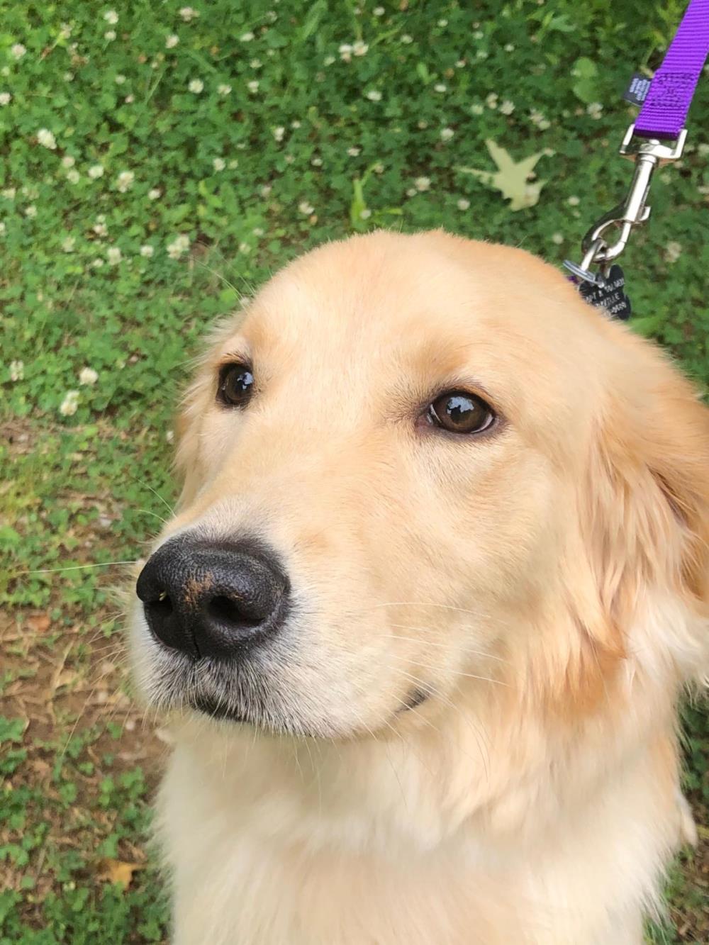 Blue 2 #2021-036: Male Dog