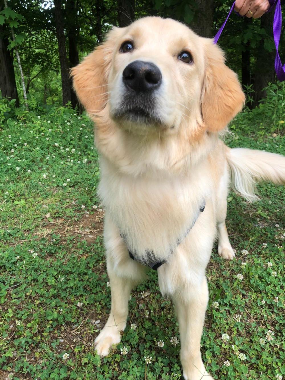 Blue 2 #2021-036: Male Dog