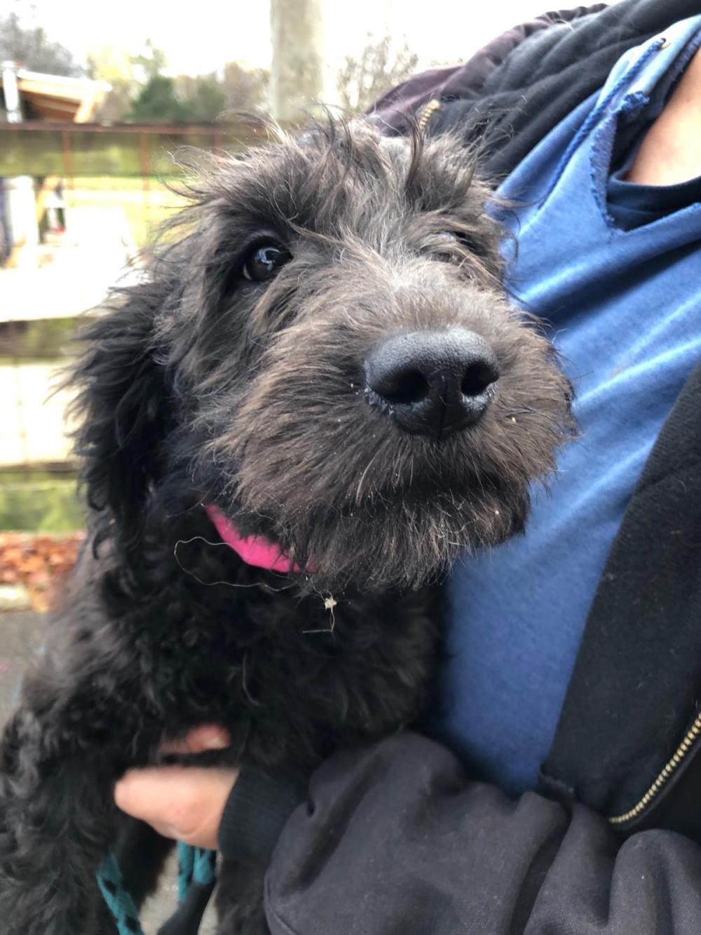 Chutney #2021-065: Female Dog