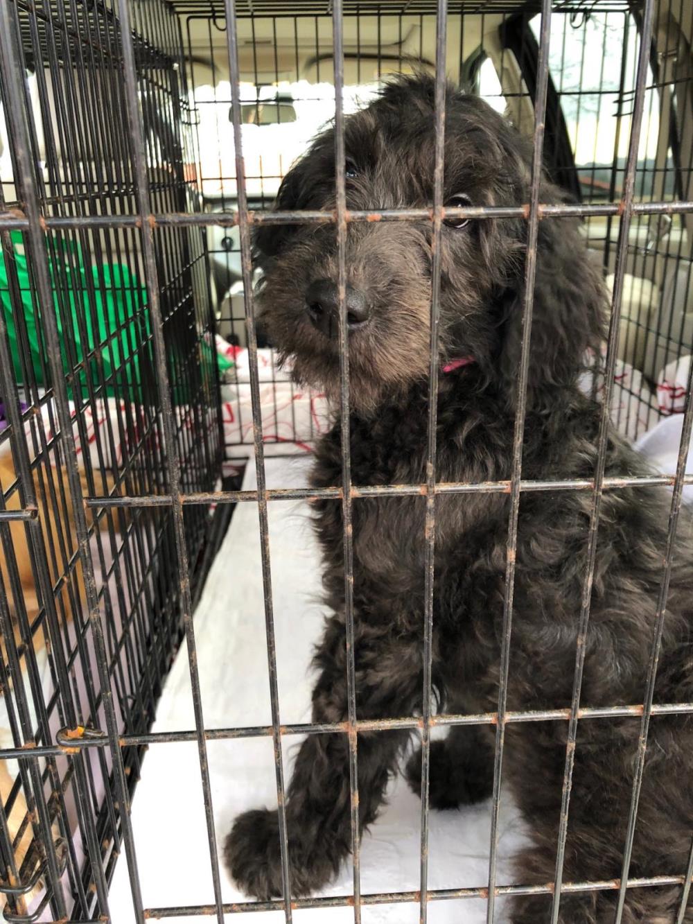 Chutney #2021-065: Female Dog