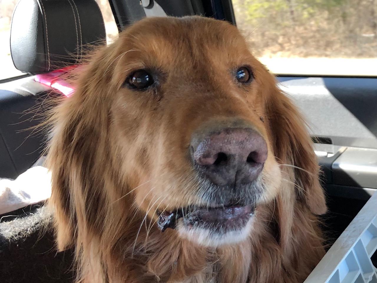 Coco #2021-009: Male Dog