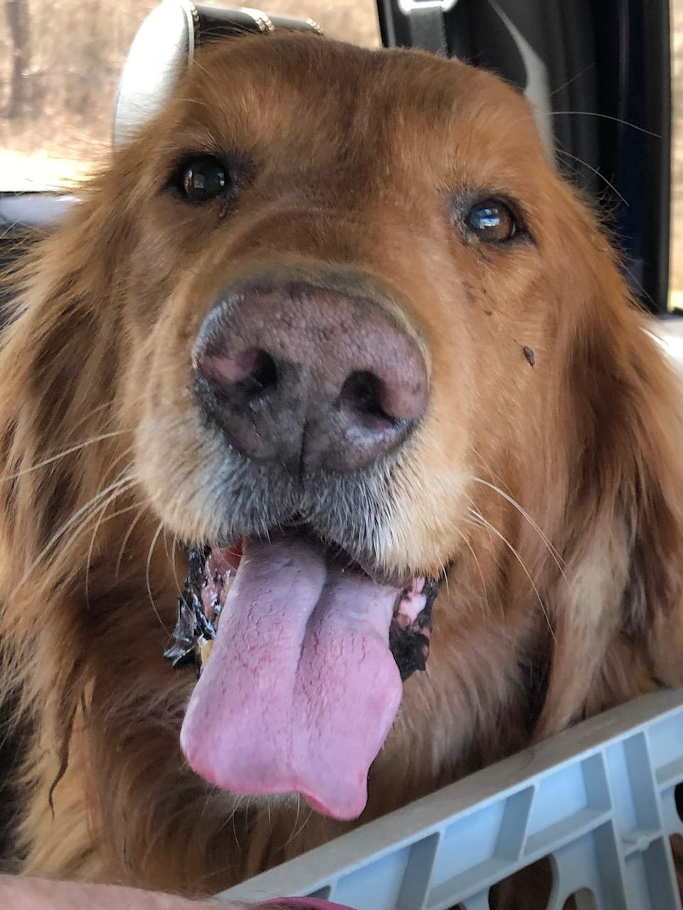 Coco #2021-009: Male Dog