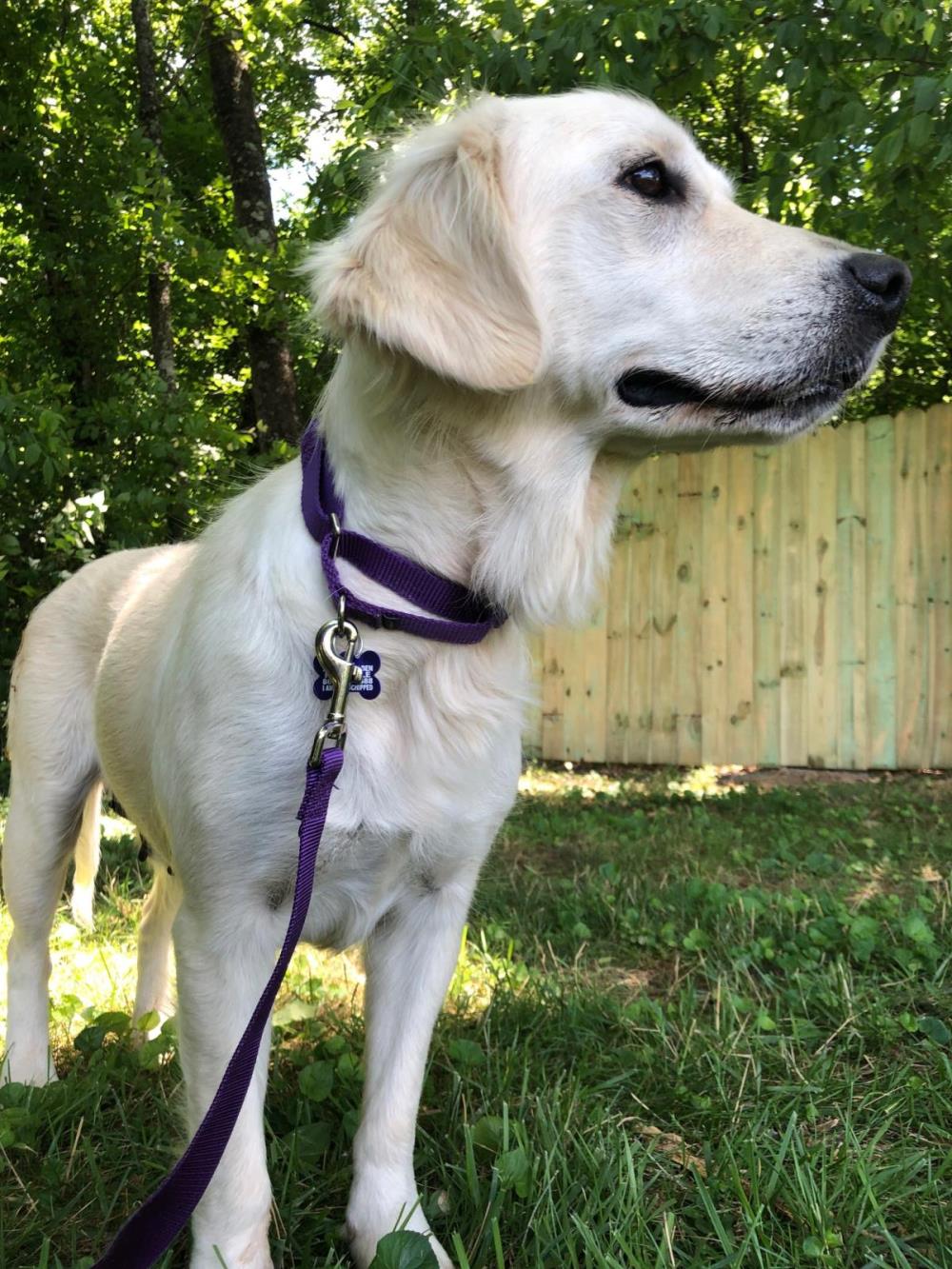Gracie 5 #2021-037: Female Dog