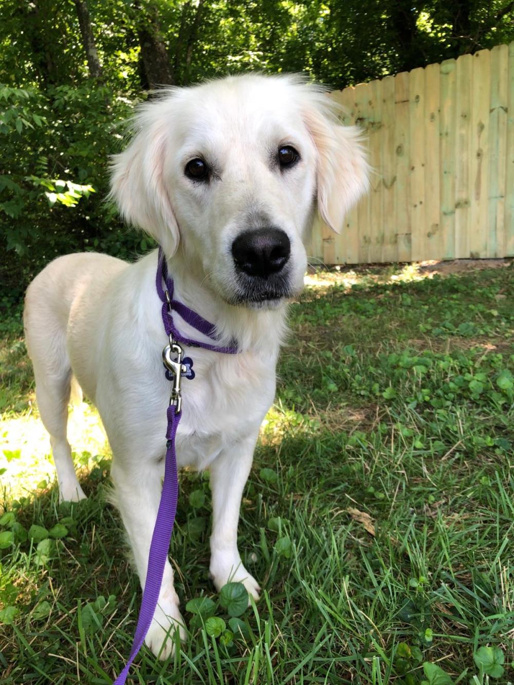 Gracie 5 #2021-037: Female Dog
