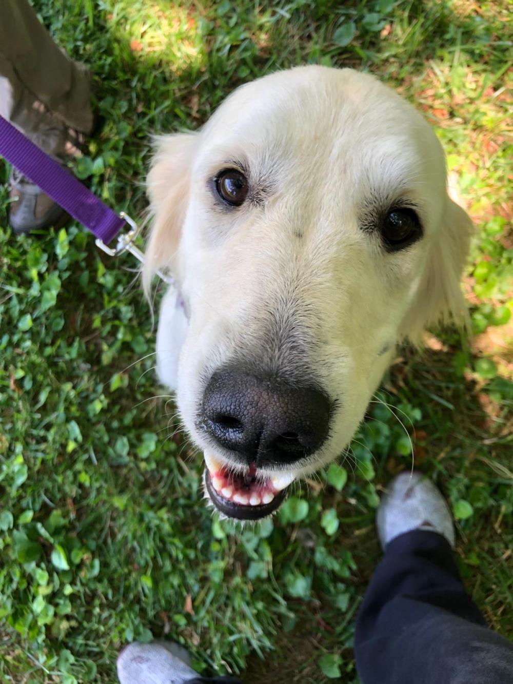 Gracie 5 #2021-037: Female Dog