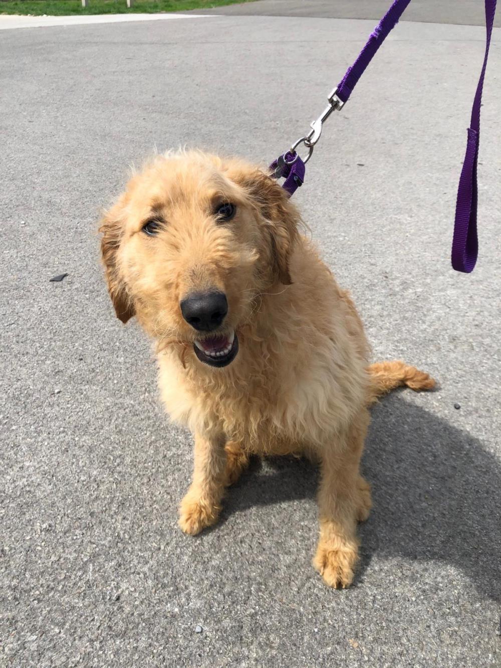 Hogan #2021-022: Male Dog