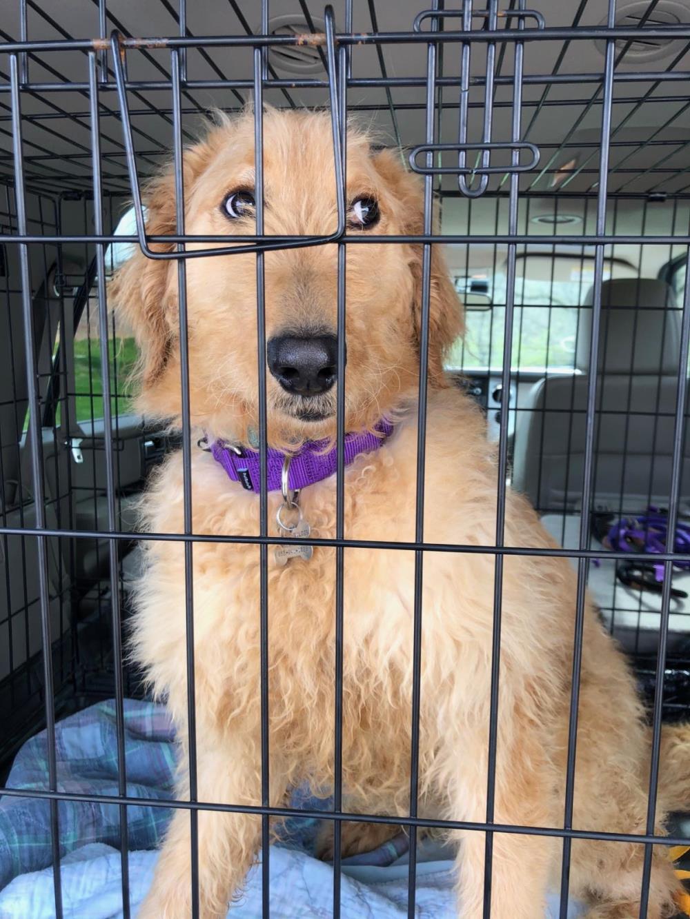 Hogan #2021-022: Male Dog