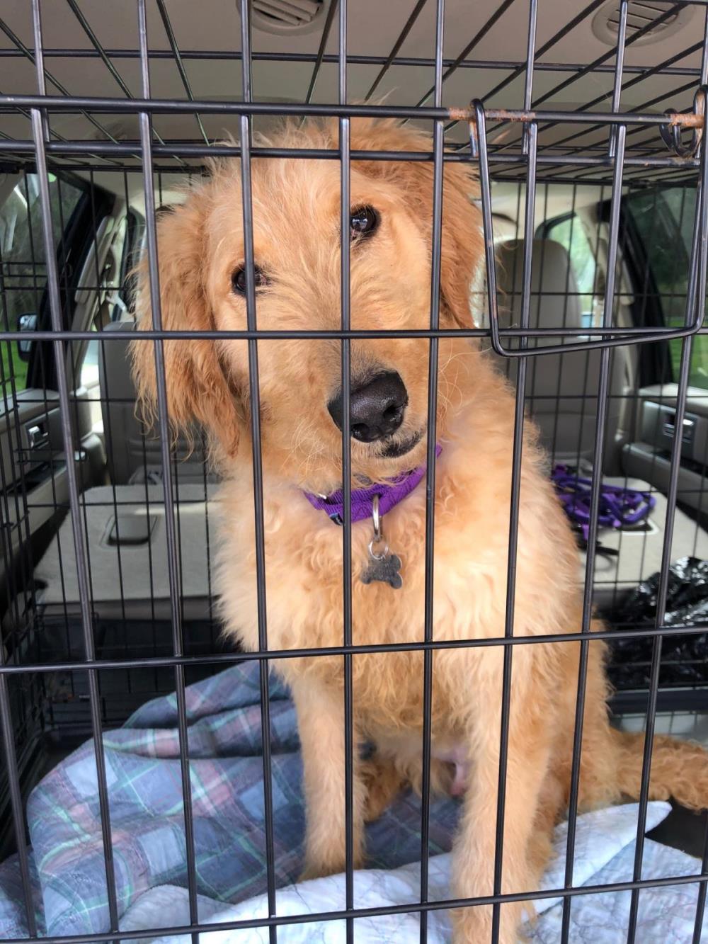 Hogan #2021-022: Male Dog