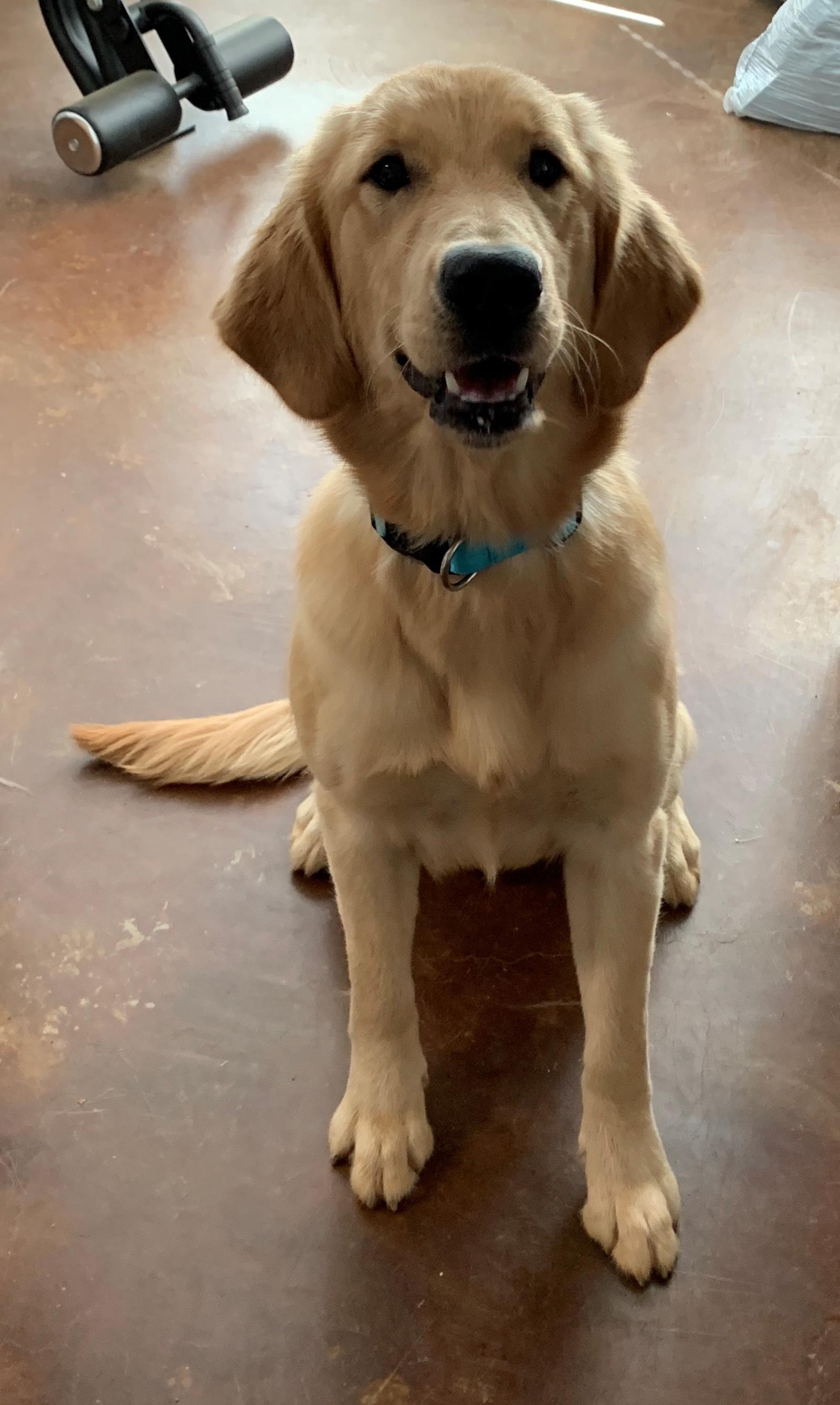 Honey 4 #2019-049: Female Dog