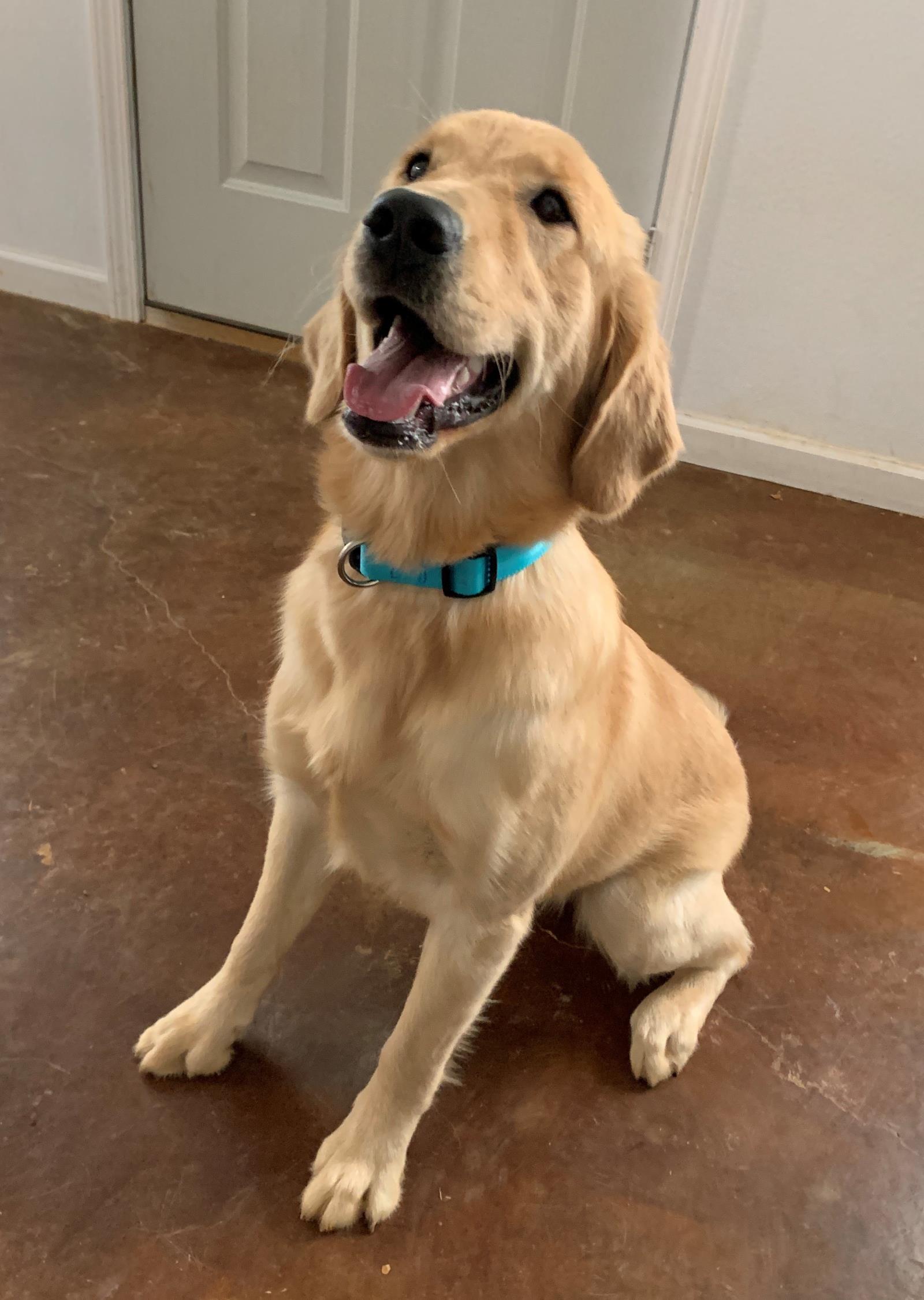 Honey 4 #2019-049: Female Dog