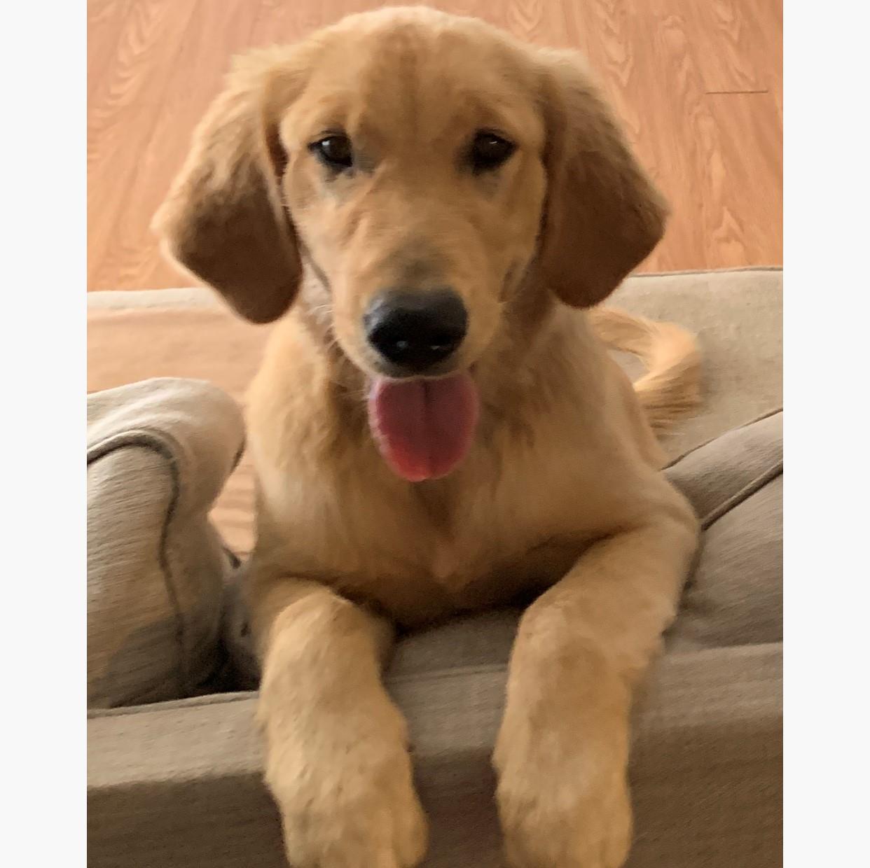 Honey 4 #2019-049: Female Dog