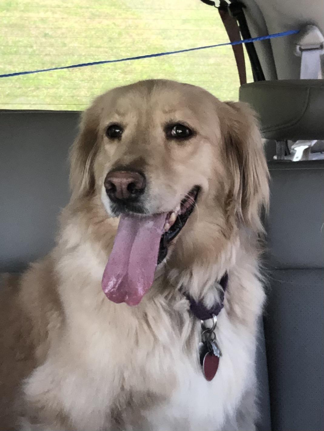 Honey 4 #2019-049: Female Dog