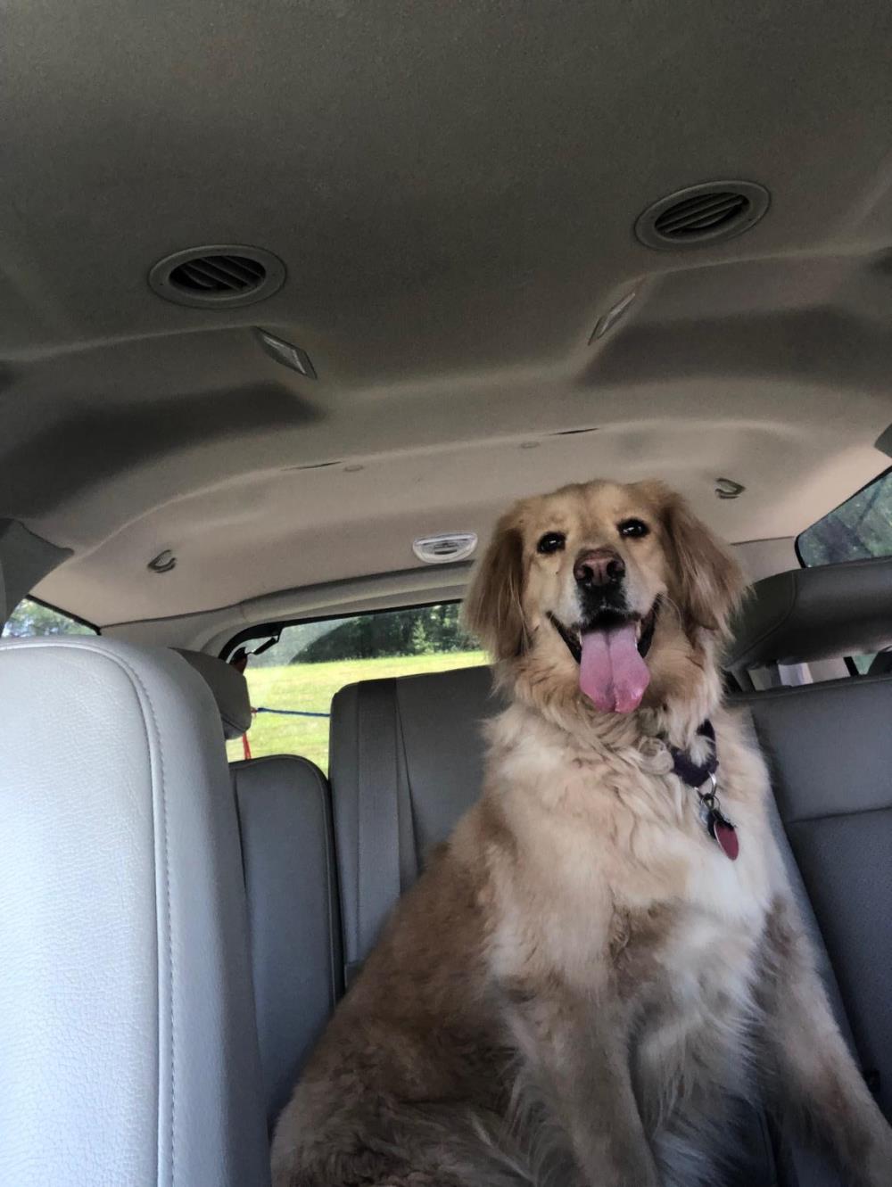 Honey 4 #2019-049: Female Dog