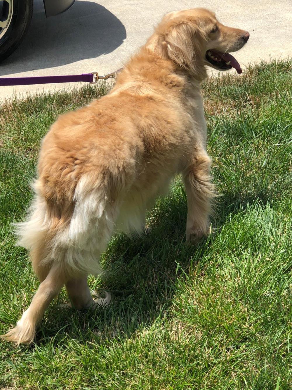 Honey 4 #2019-049: Female Dog