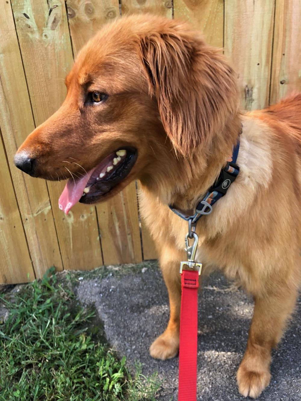 Hunter 5 #2021-047: Male Dog