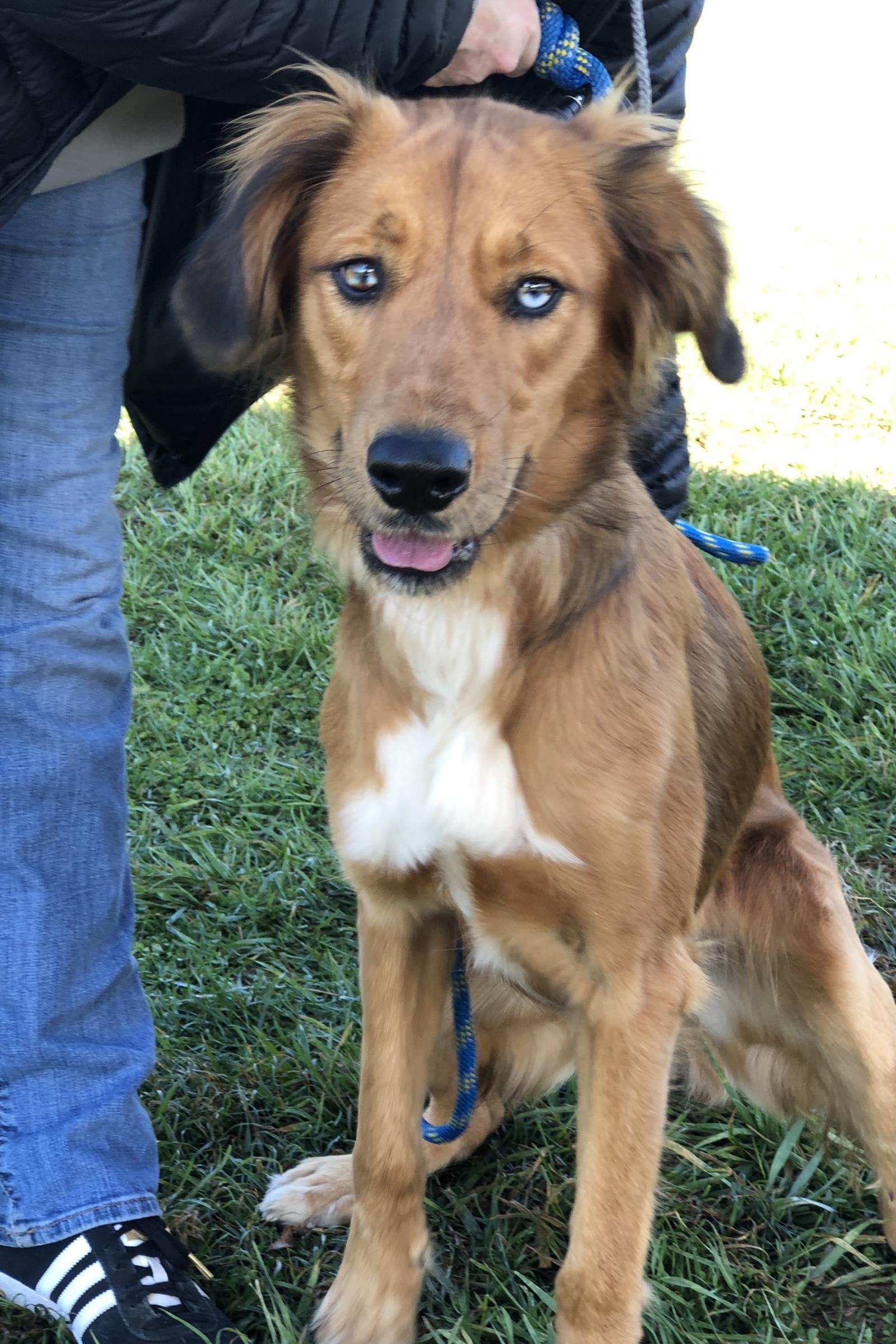 Jezzy #2020-026: Female Dog