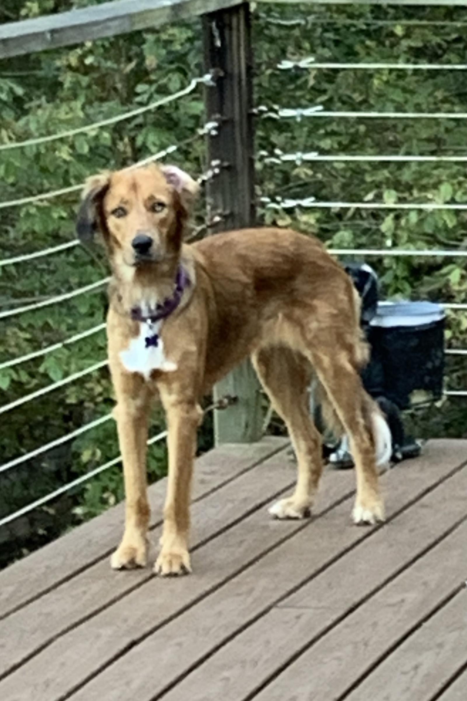 Jezzy #2020-026: Female Dog