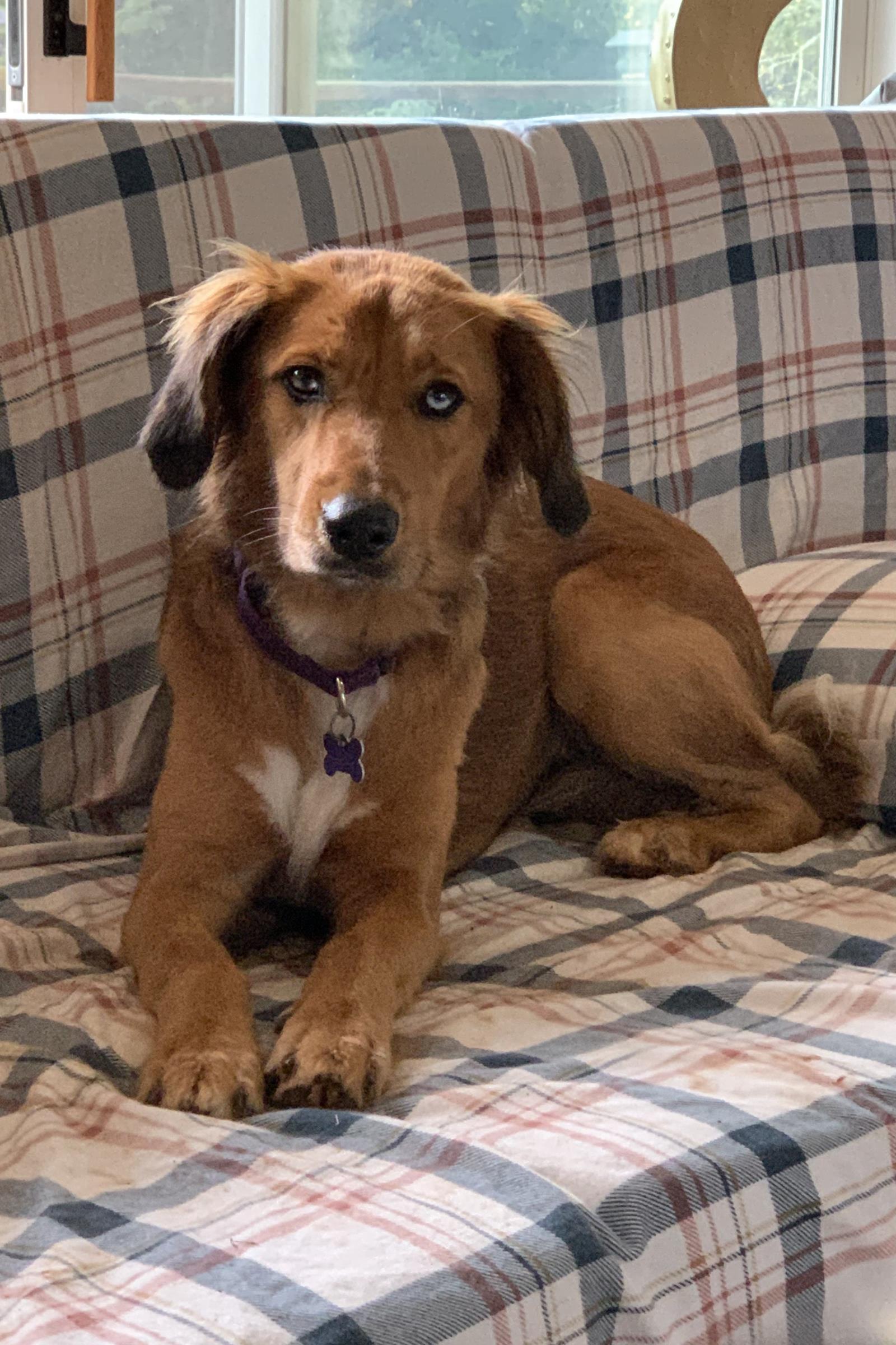 Jezzy #2020-026: Female Dog