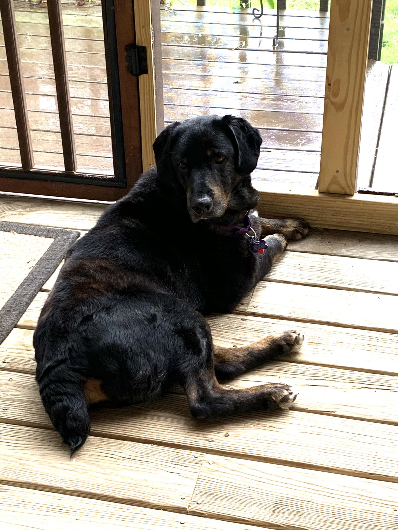Moe 2 #2021-010: Male Dog