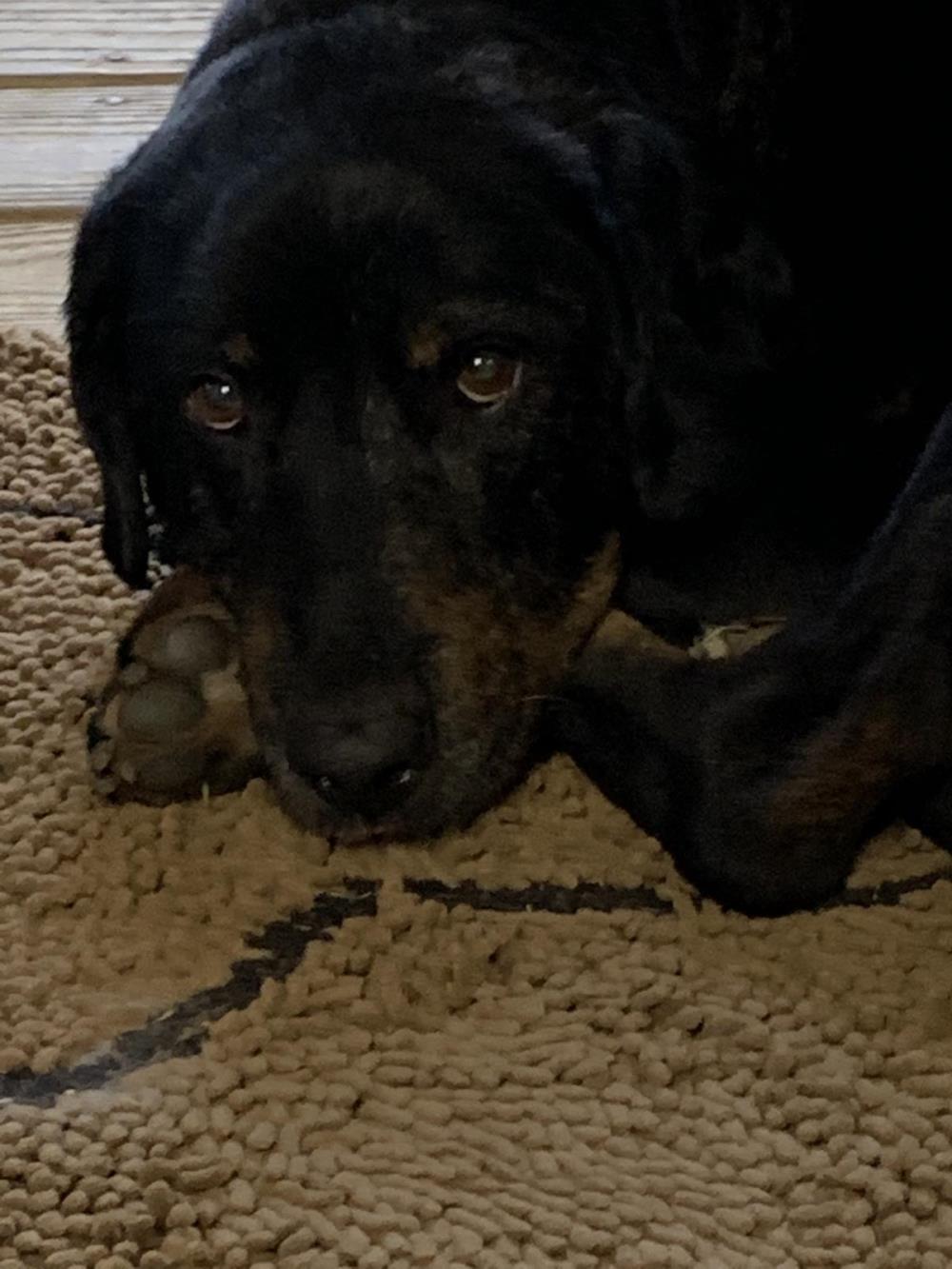 Moe 2 #2021-010: Male Dog