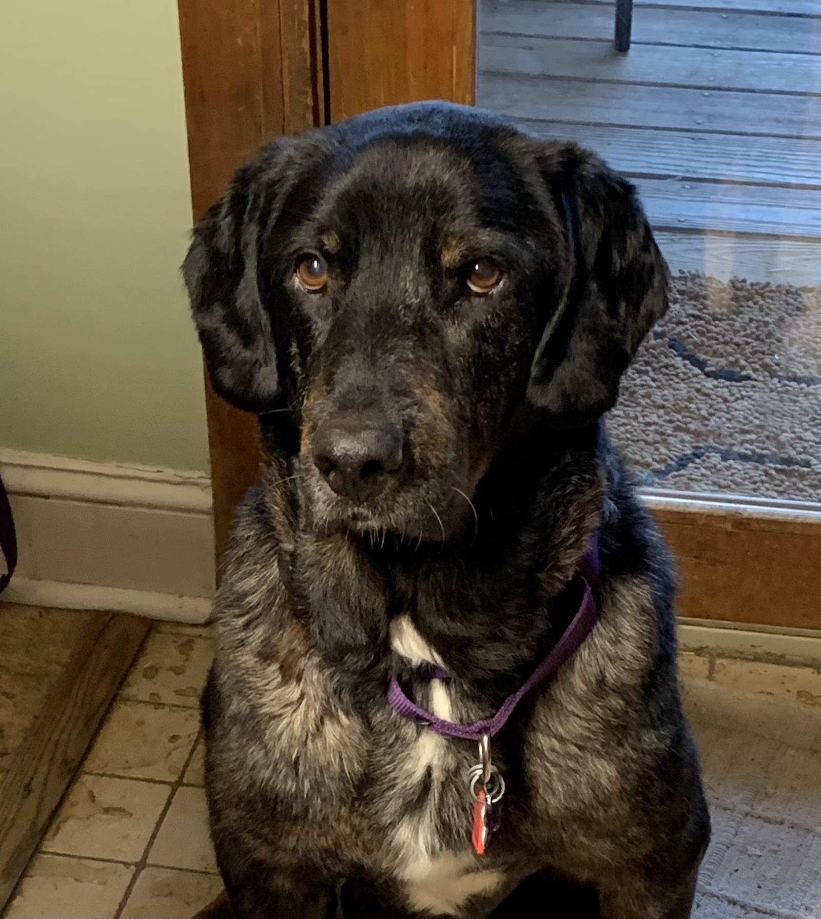 Moe 2 #2021-010: Male Dog