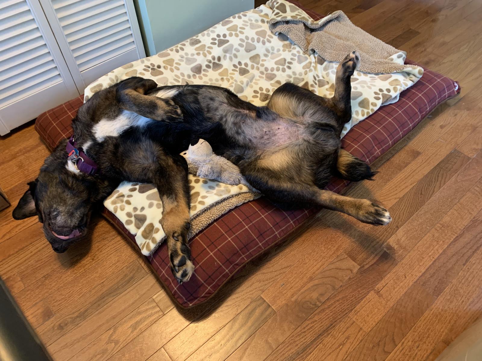 Moe 2 #2021-010: Male Dog