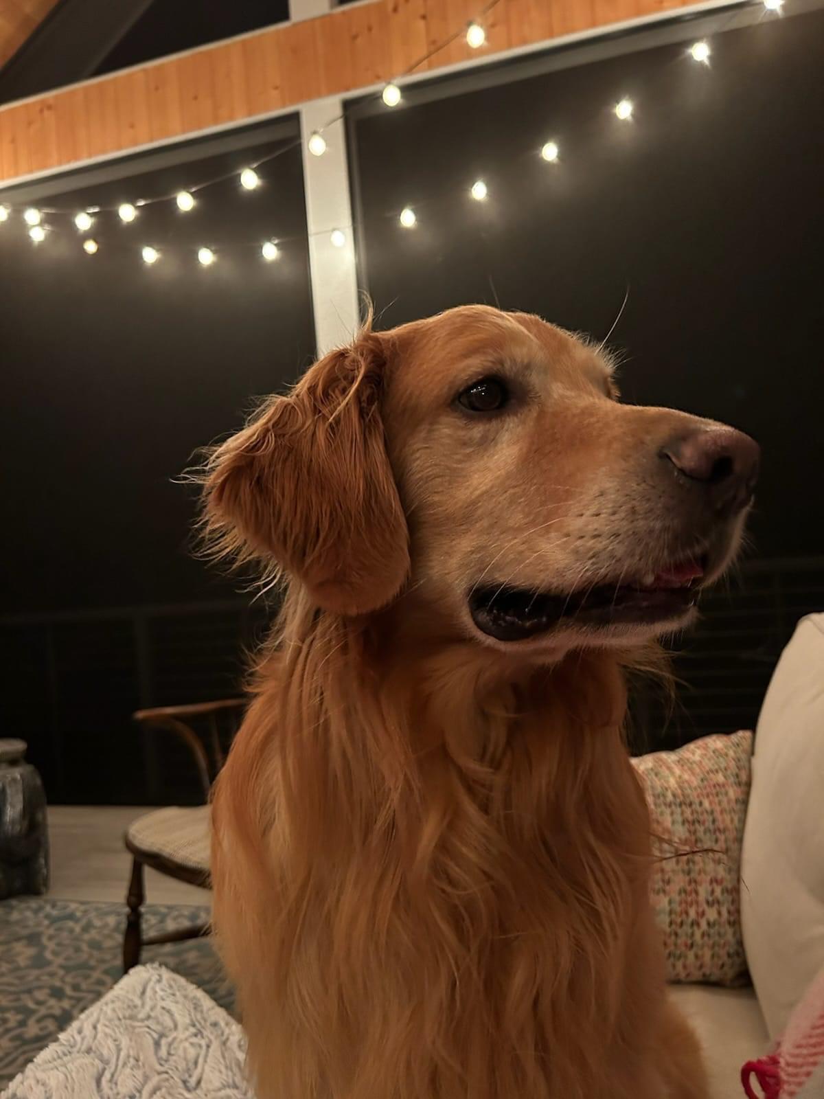 Mowgli