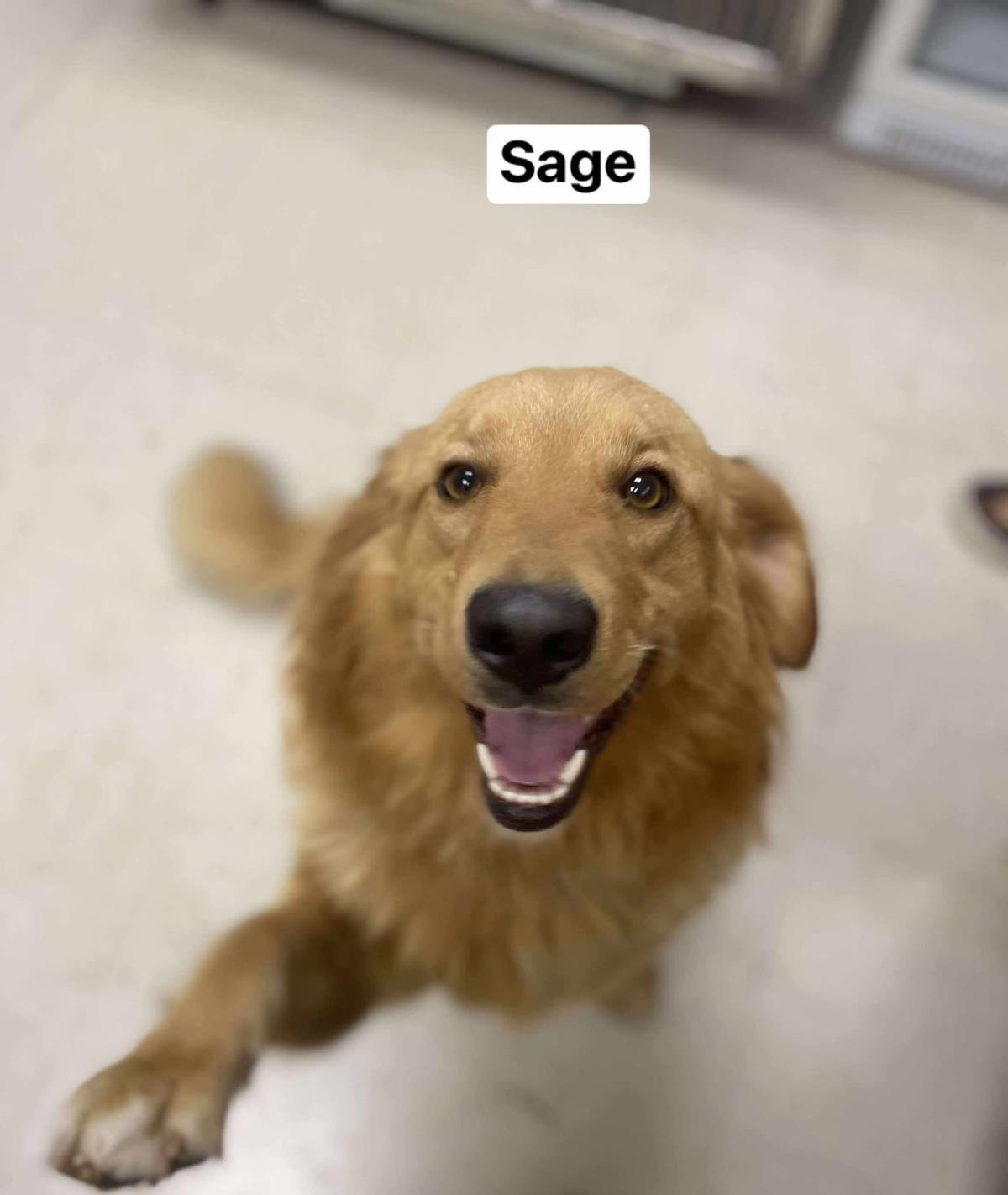 Sage 2