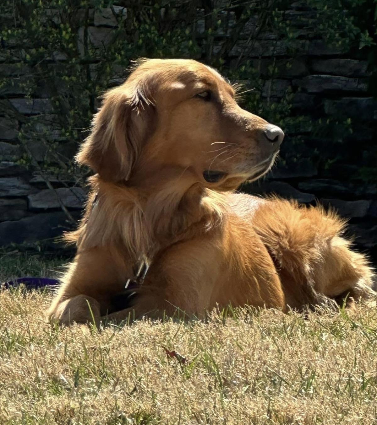 Charlie 8