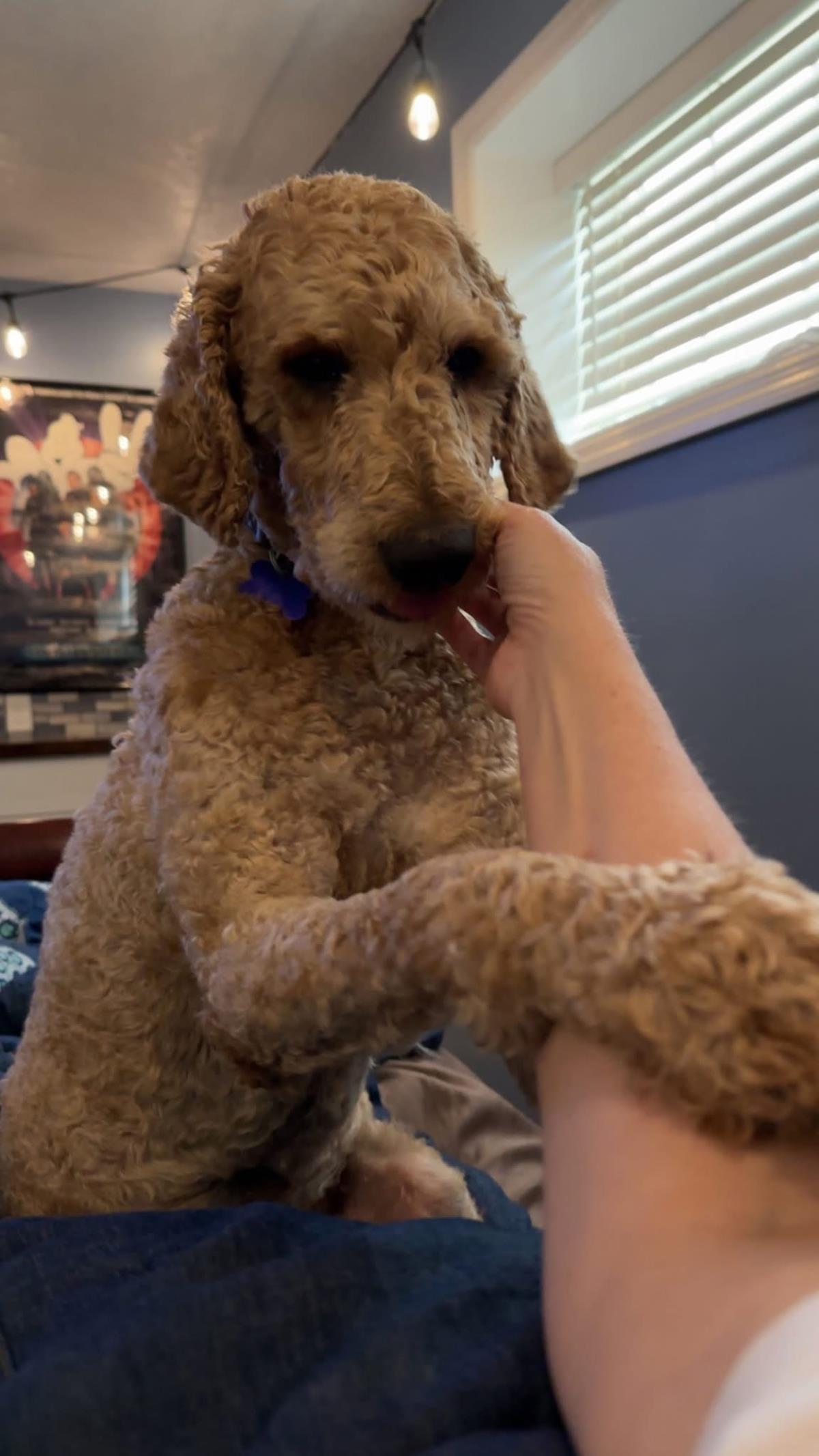 Sammy 5