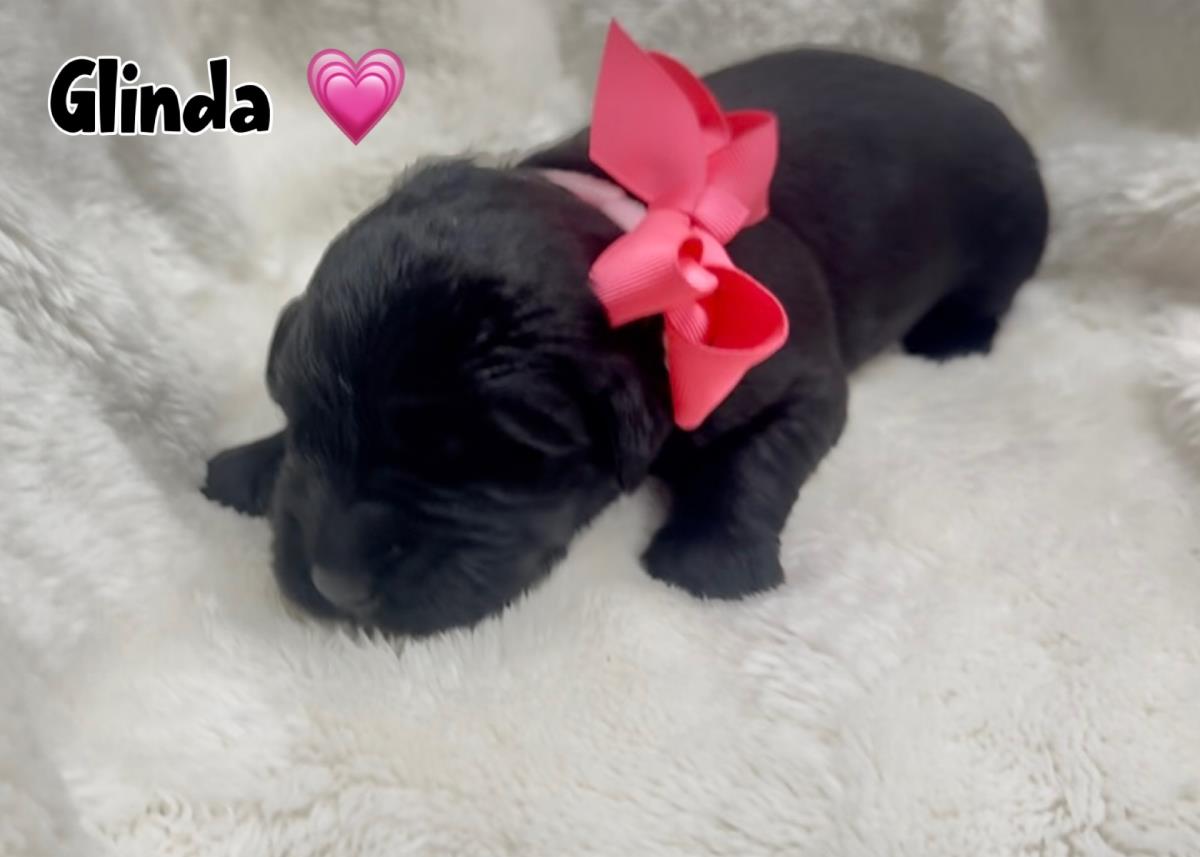 Glinda