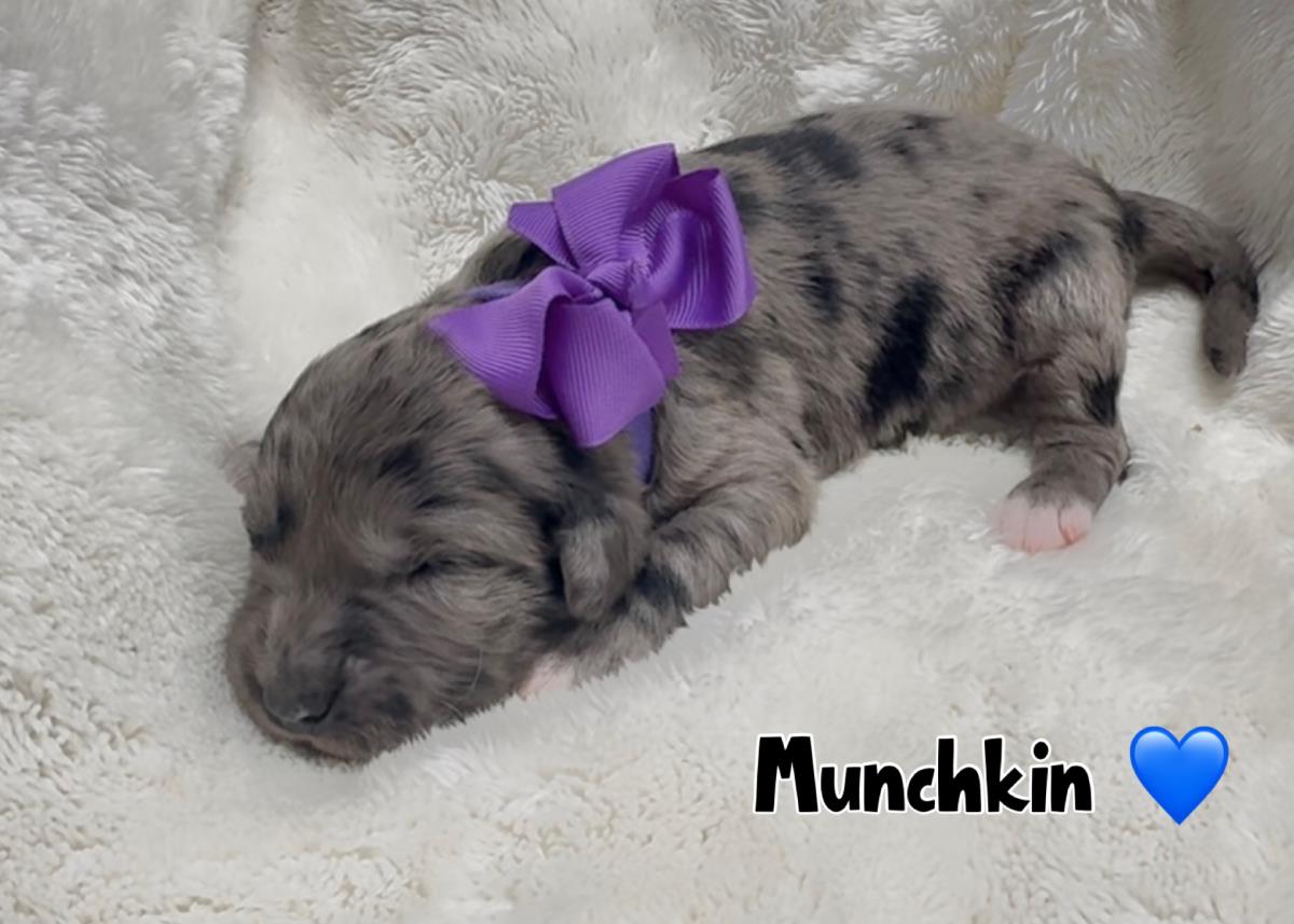 Munchkin