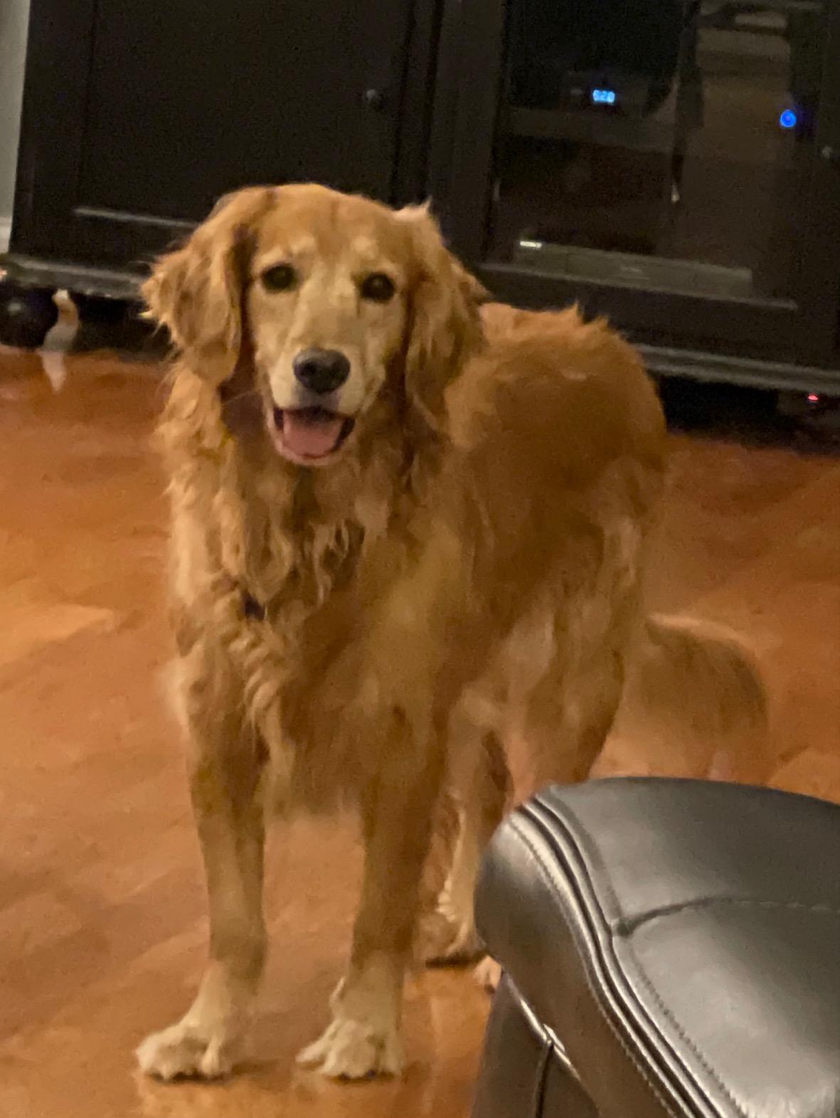 Jenny #2021-008: Female Dog