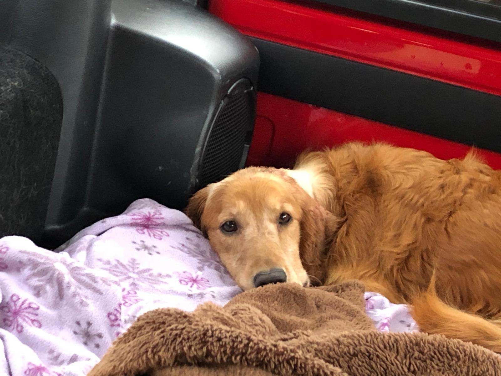 Jenny #2021-008: Female Dog
