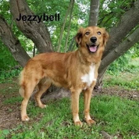 Jezzy #2020-026: Female Dog