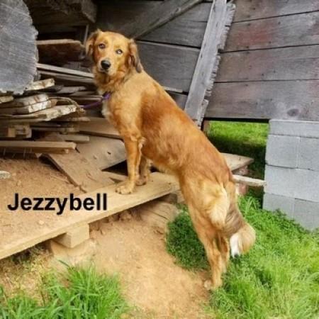 Jezzy #2020-026: Female Dog