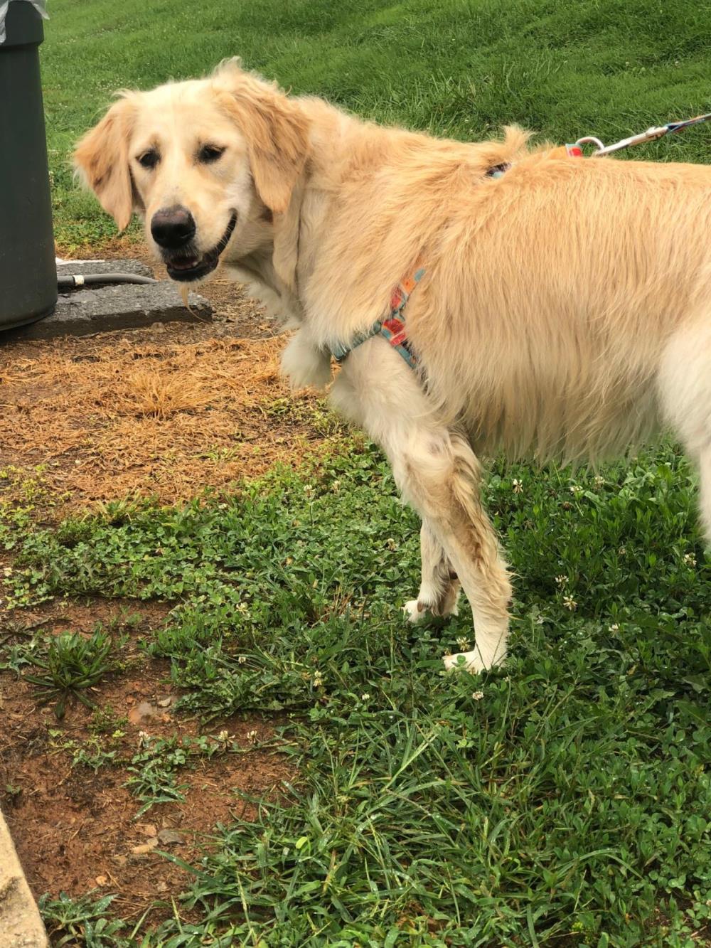 June #2021-048: Female Dog
