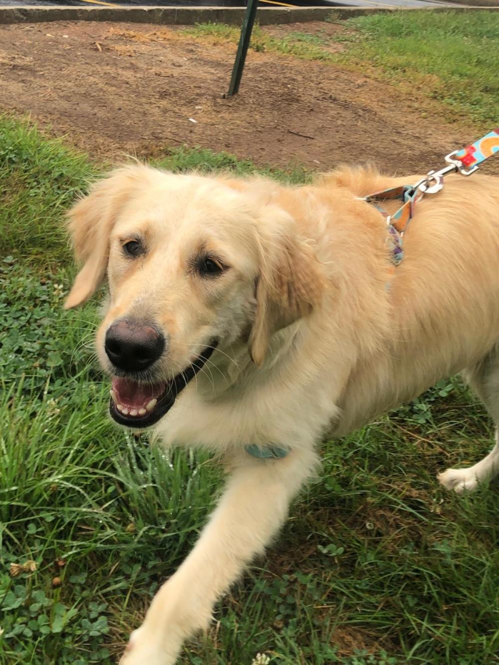 June #2021-048: Female Dog