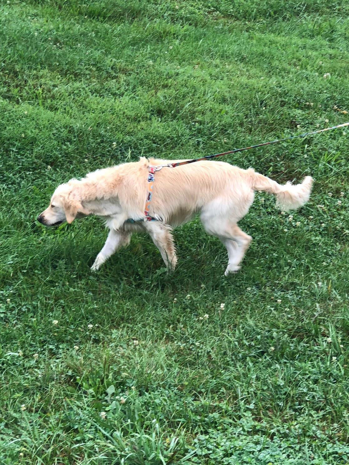 June #2021-048: Female Dog