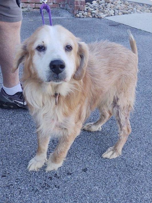 Luca #2021-060: Male Dog