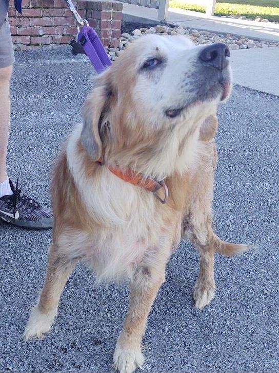 Luca #2021-060: Male Dog