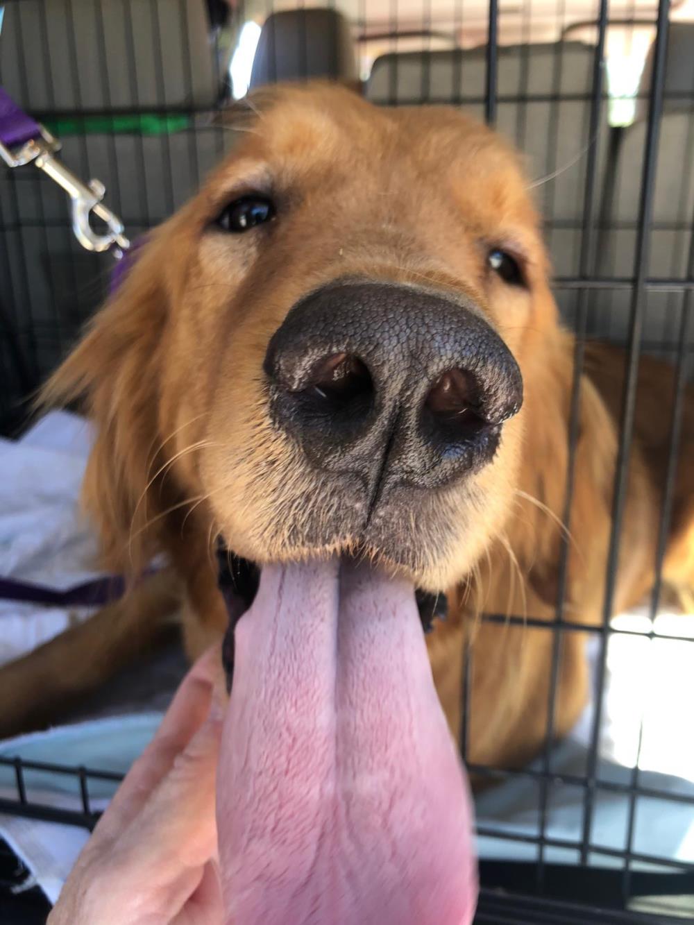 Luna 3 #2021-023: Female Dog