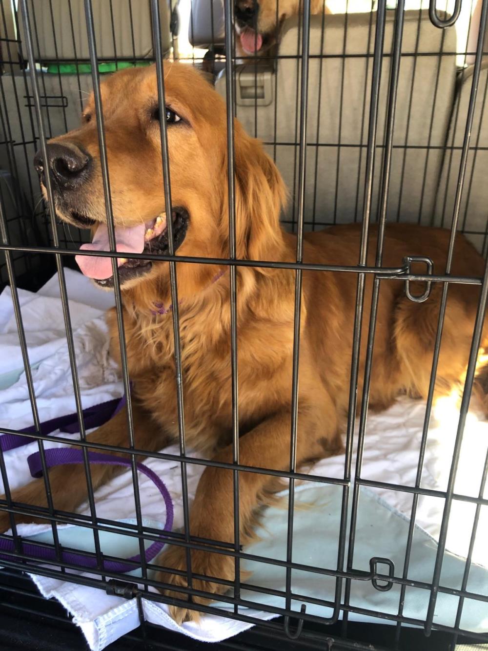 Luna 3 #2021-023: Female Dog