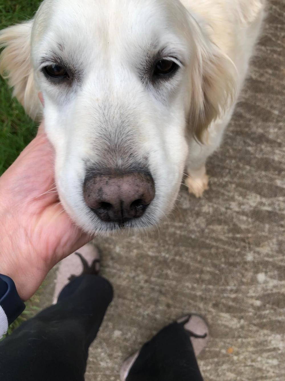 Megan #2021-056: Female Dog